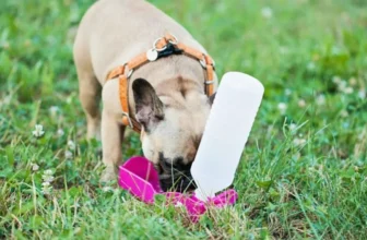 Wie schützen Sie Ihren Hund bei Outdoor-Abenteuern?